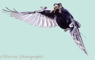 Blackbird male in flight