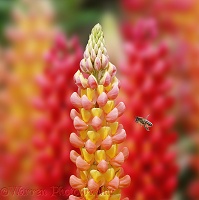 Honey Bee visiting lupine flowers