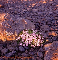 Moss Campion in Iceland