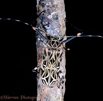 Harlequin Beetle