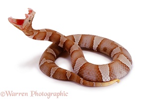 Copperhead snake striking