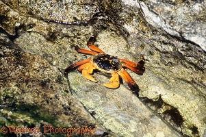 Rock crab in a tide pool