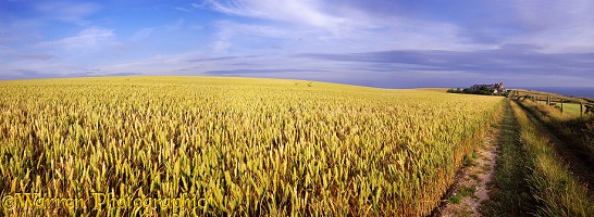 Wheat field panorama