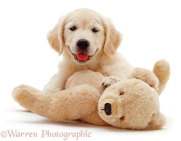 Golden Retriever pup and teddy