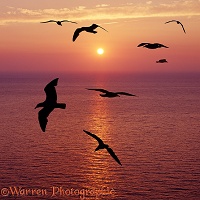 Seagulls silhouette at sunset