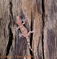 Gecko on dead wood