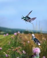 Rose Chafers in flight