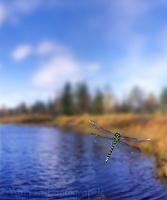Aeshna Dragonfly