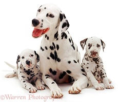 Dalmatian mother and two pups