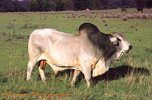 Zebu bull