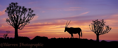 Oryx and Quiver Trees at sunset