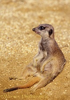 Slender-tailed Meerkat