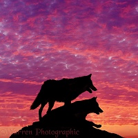 Wolves at sunset