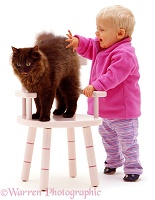 Little girl and chocolate cat on pink chair