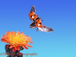 Ladybird take-off