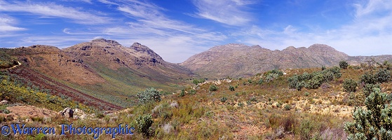 Fynbos and mountains panorama