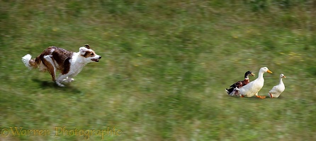 Border Collie running after ducks
