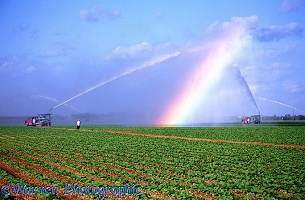 Irrigation rainbow, Florida