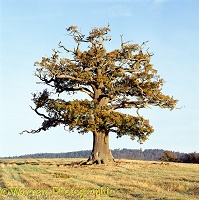 Ockley oak - Autumn 2002