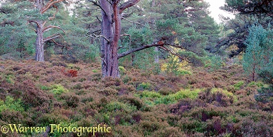 Caledonian forest