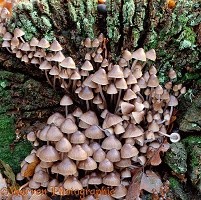 Brown fungi