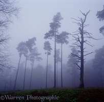 Scots Pines in the mist