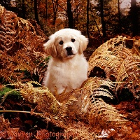 Golden Retriever puppy in Autumn woods