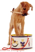 Puppy with toy drum