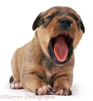 Puppy Yawning