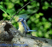 Blue Tit alighting at nest hole