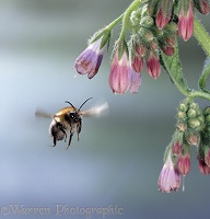 Bumblebee visiting comfrey