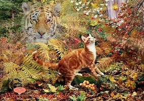 Tiger Tiger jigsaw