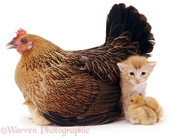 Hen and chickens with kitten