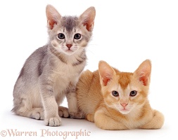 Silver and red kittens