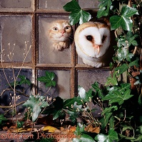 Kitten & owl looking through broken window