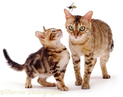 Bengal cat and Kitten with hornet
