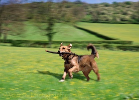 Terrier cross bitch carrying a stick