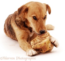 Terrier cross gnawing a bone