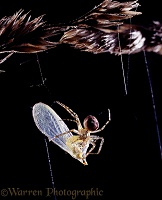 Orb-web Spider with lacewing prey
