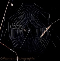 Orb-web Spider building web
