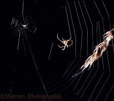Orb-web Spider building web