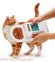 Reading the microchip in a cat