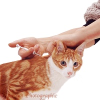 Implanting a microchip in a cat