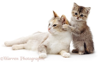 Cute cat and kitten