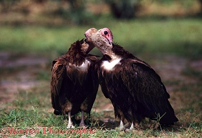 Hooded vultures mutual preening