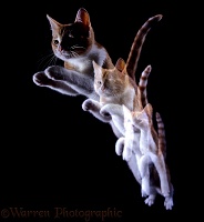 Ginger Cat leaping forward multiple exposure