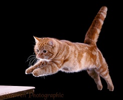 Ginger Cat leaping towards forward 2 3D R