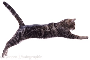 Tabby Cat leaping (series No 2)