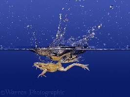 Frog diving