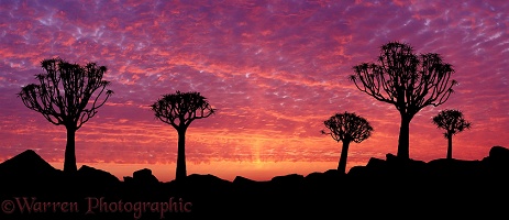 Quiver Trees at sunset